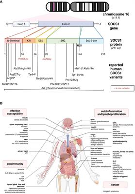 One gene to rule them all – clinical perspectives of a potent suppressor of cytokine signaling – SOCS1